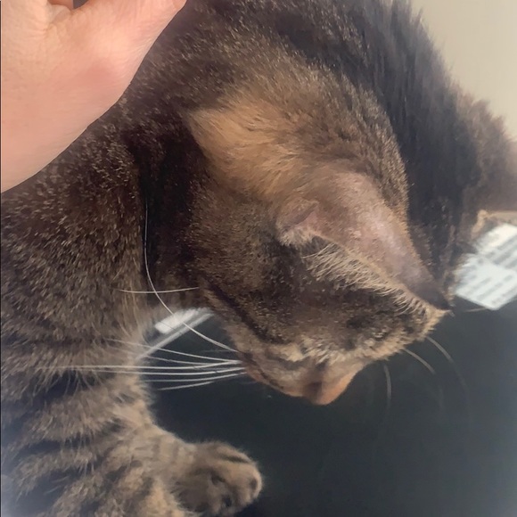 Meet your Posher, Ana paula - Picture 1 of 1